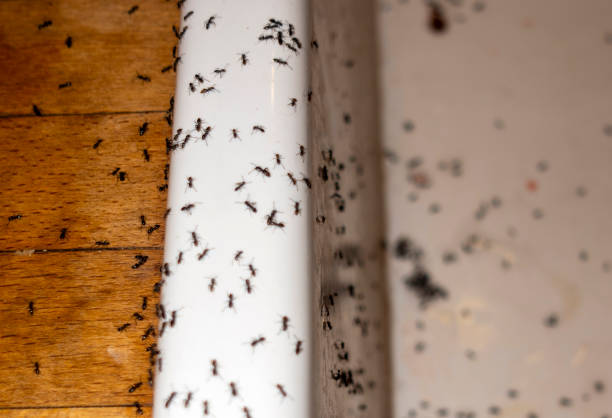 Insect Control in Lechee, AZ