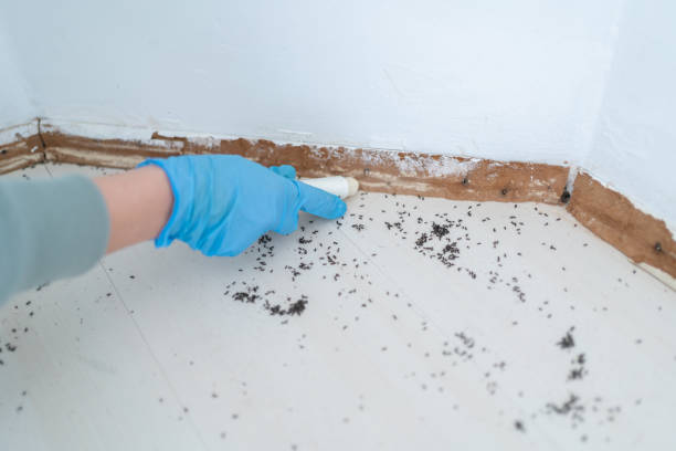 Best Ant Control Services  in Lechee, AZ